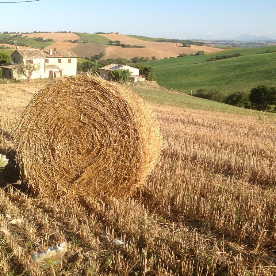 Poggio Delle Lavande Apartment Montelupone ภายนอก รูปภาพ