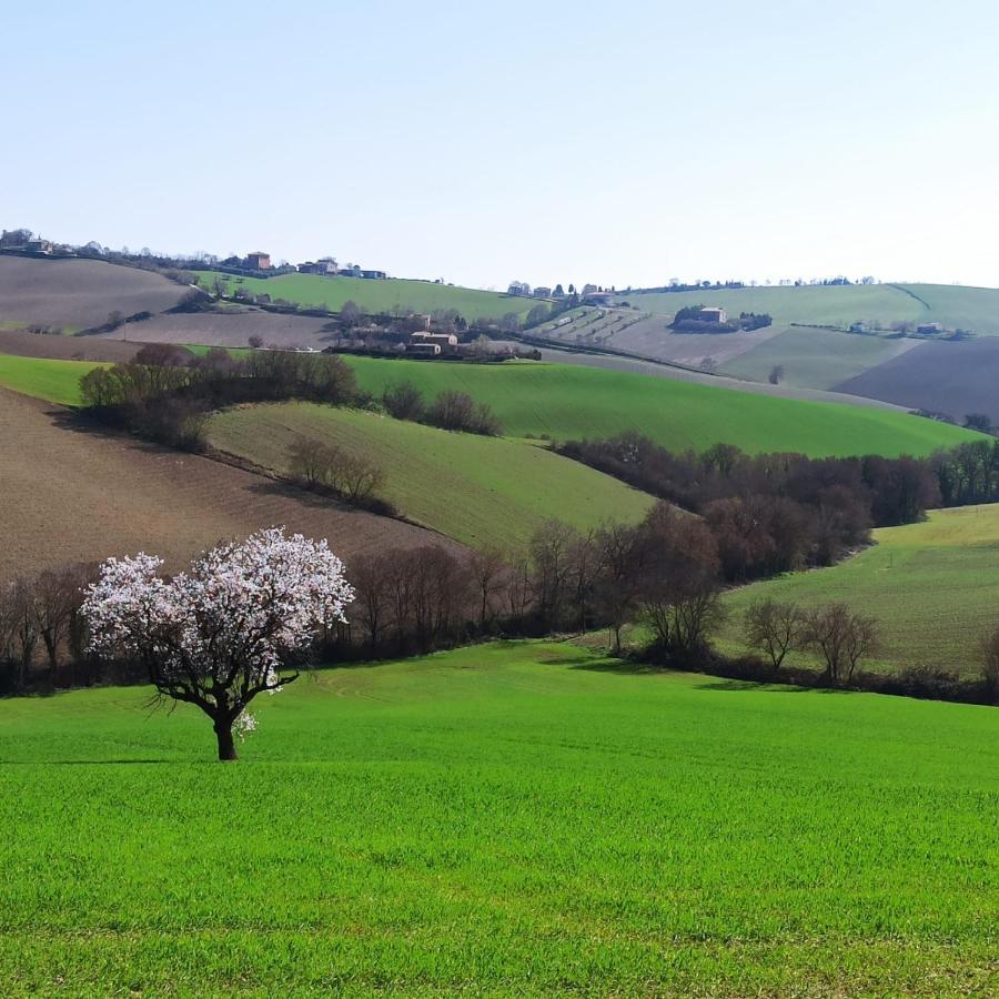 Poggio Delle Lavande Apartment Montelupone ภายนอก รูปภาพ