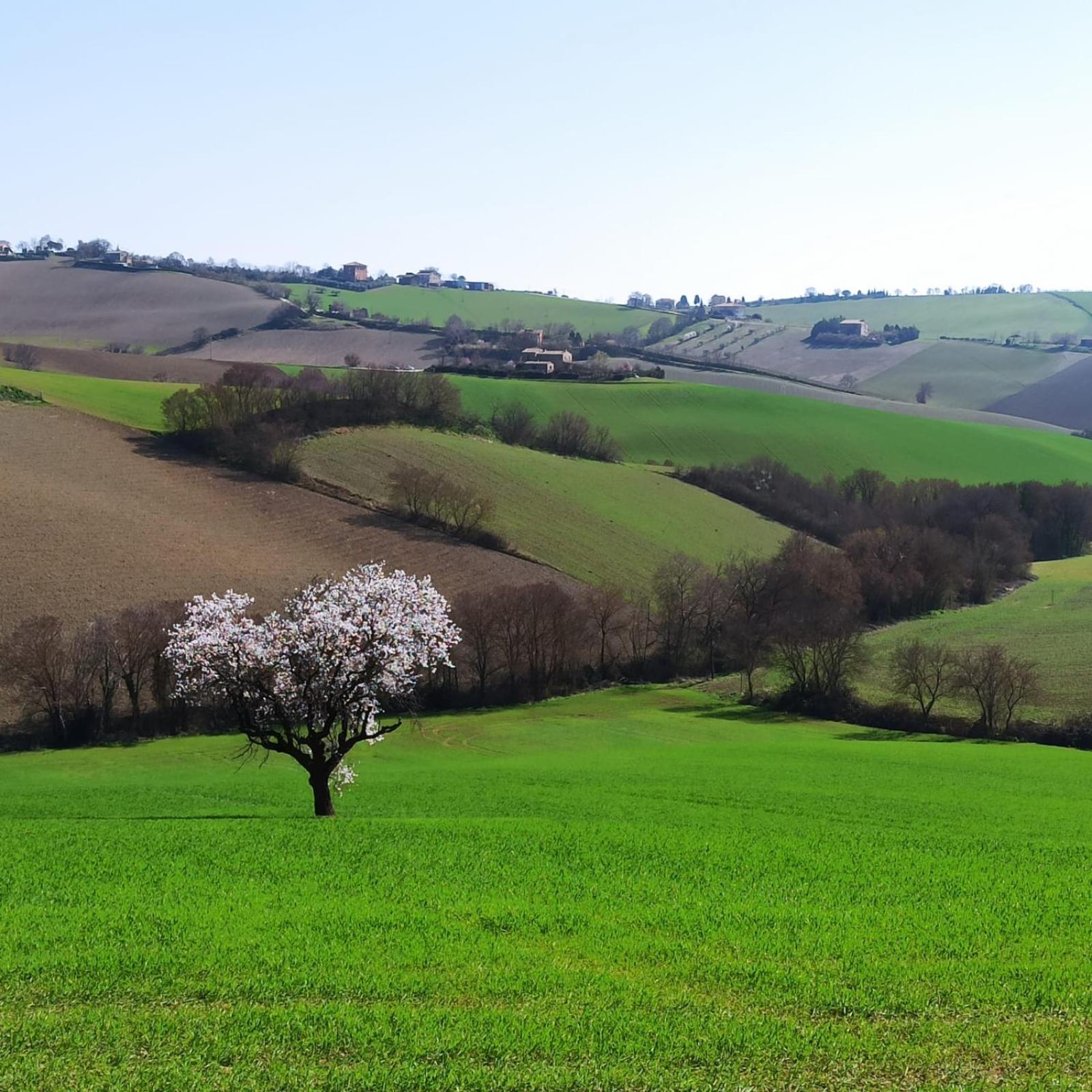 Poggio Delle Lavande Apartment Montelupone ภายนอก รูปภาพ