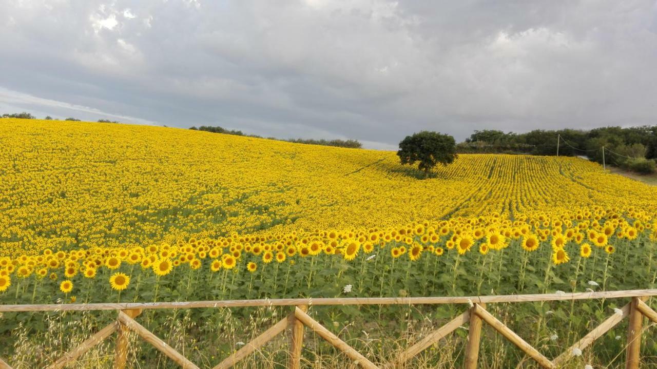 Poggio Delle Lavande Apartment Montelupone ภายนอก รูปภาพ